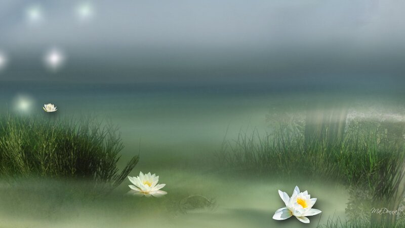 White Water Lilies in Pond — Green