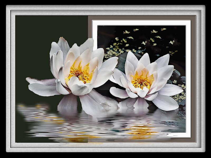 White water lilies in pond
