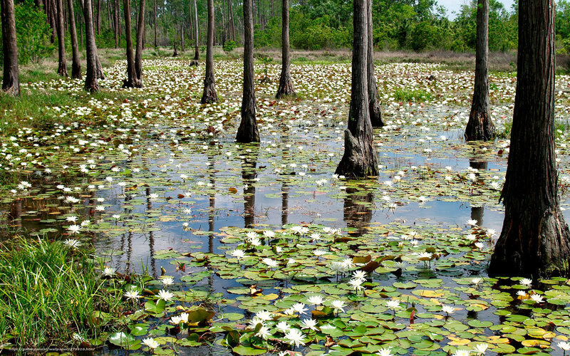 White Water Lilies in Swamp