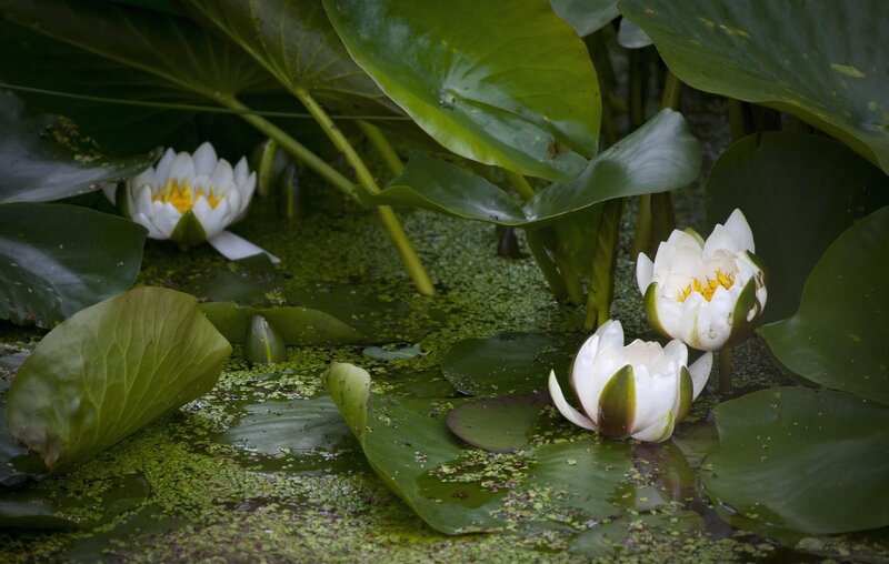 White water lilies on a pond