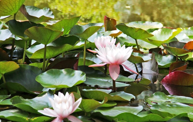 White water lilies on a pond