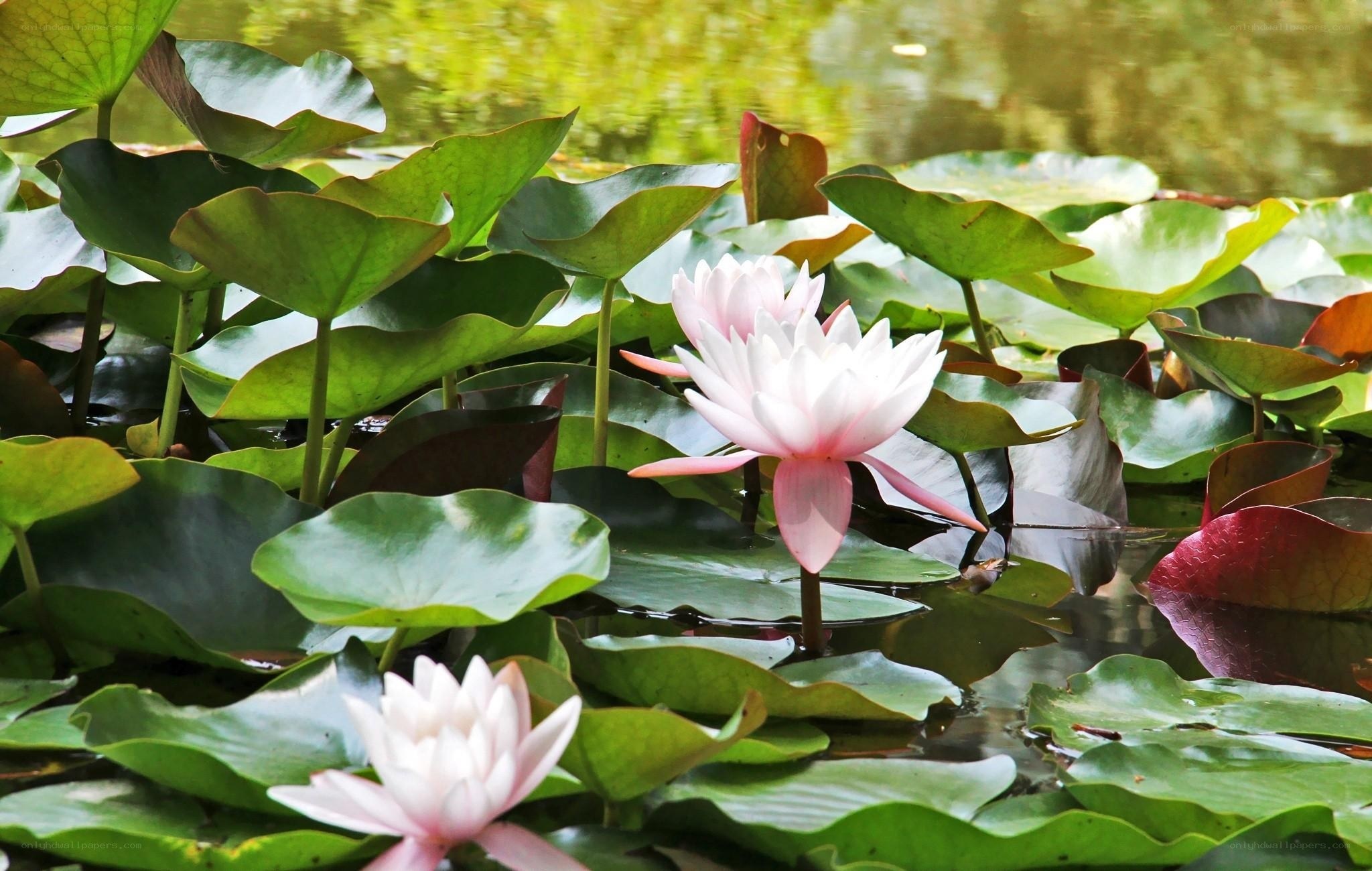 White water lilies on a pond