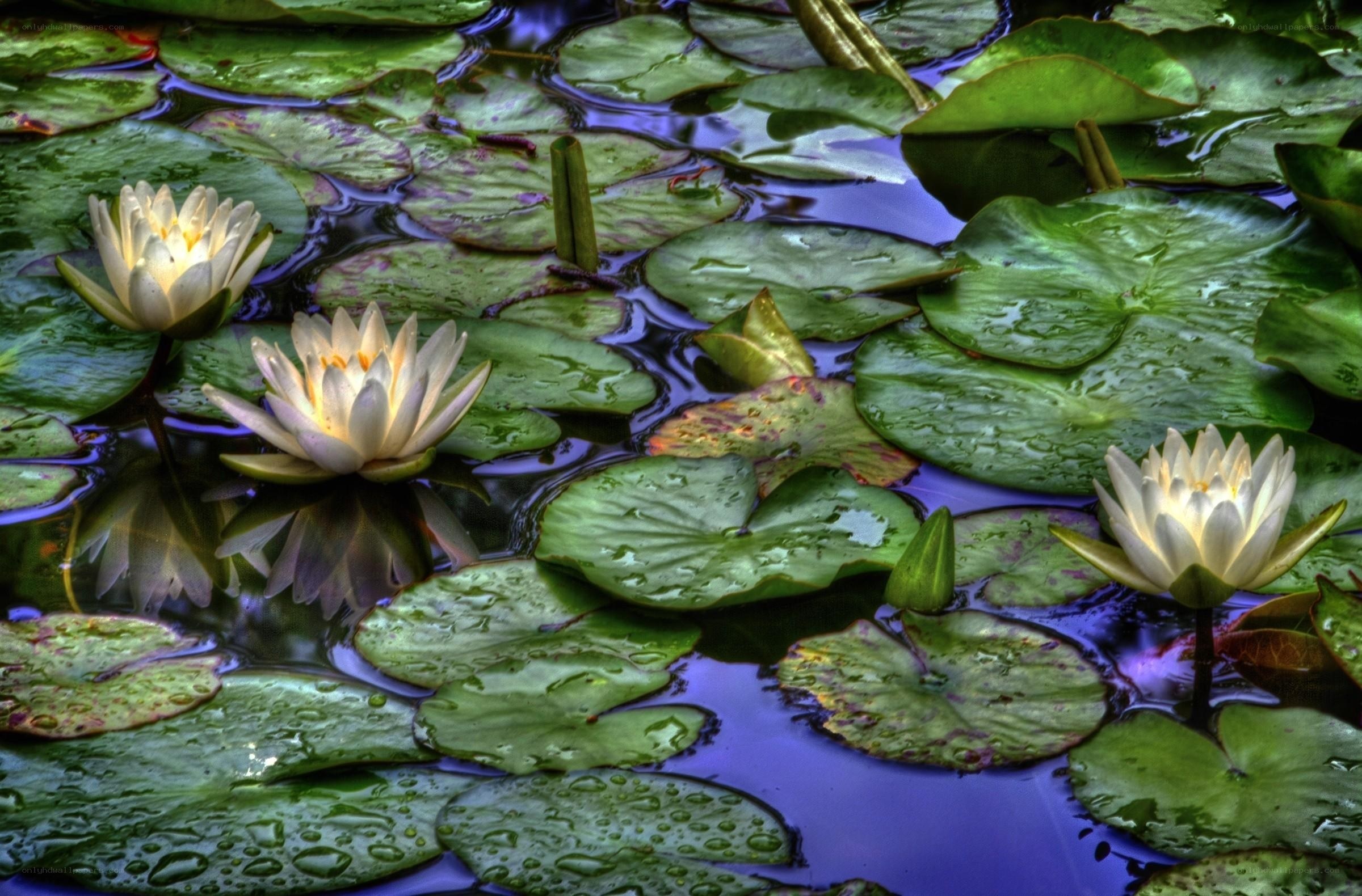 White water lilies on a pond