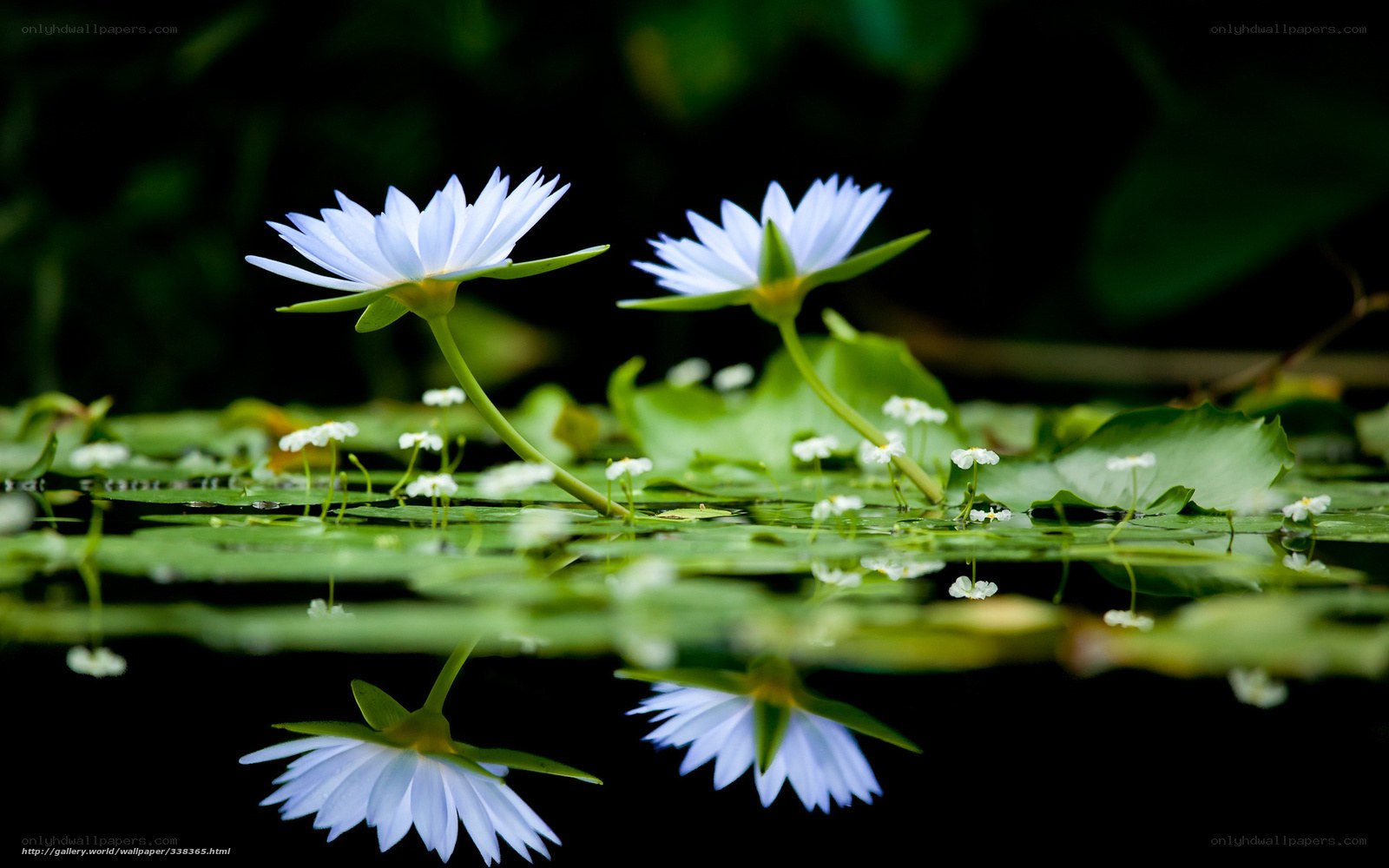 White water lilies on a pond