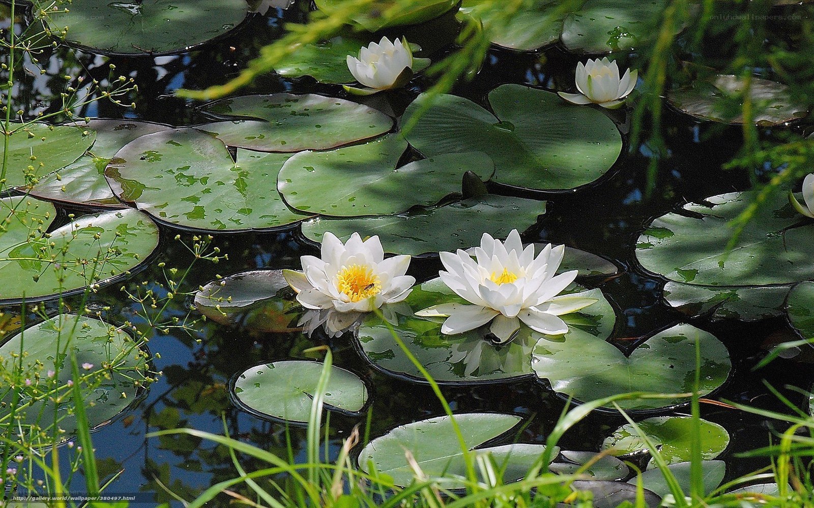 White water lilies on a pond