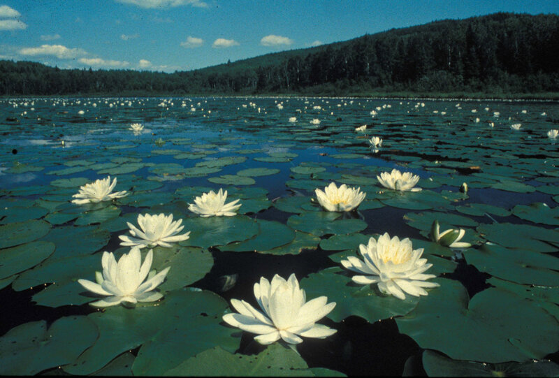 White water lilies on a pond