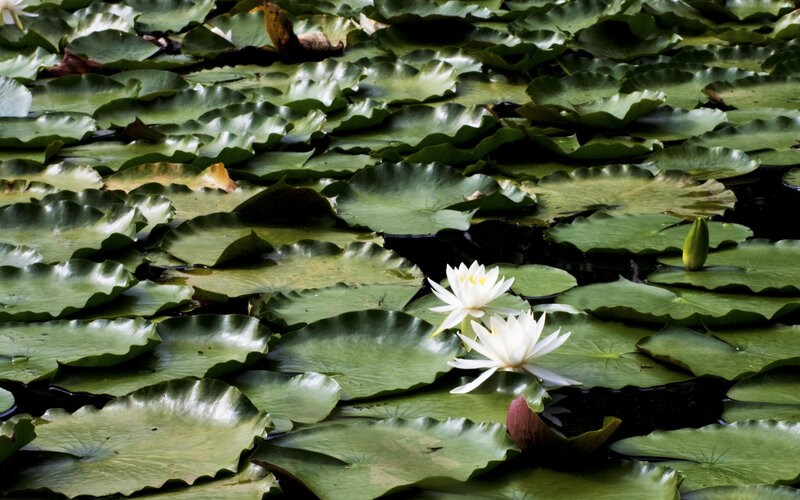 White water lilies on a pond