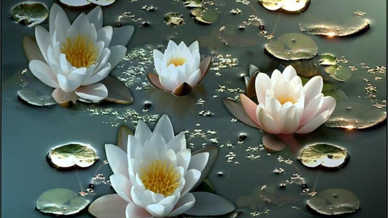 White water lilies on a pond