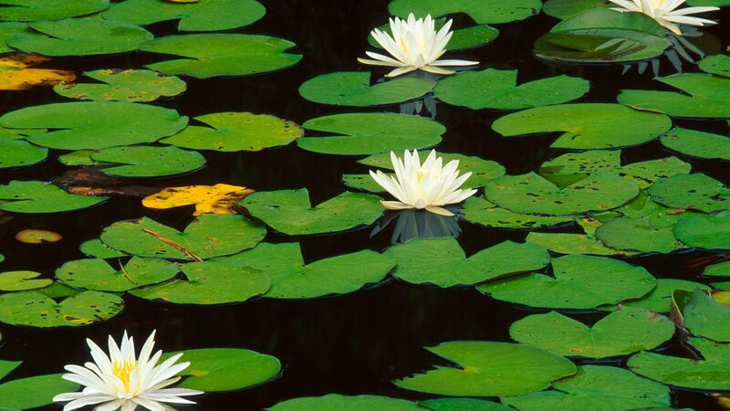 White water lilies on a pond