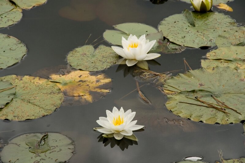 White water lilies on a pond