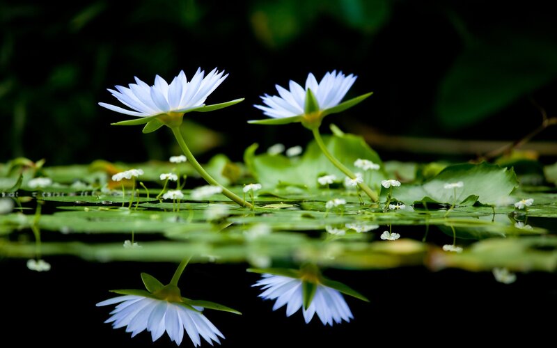 White water lilies on a pond