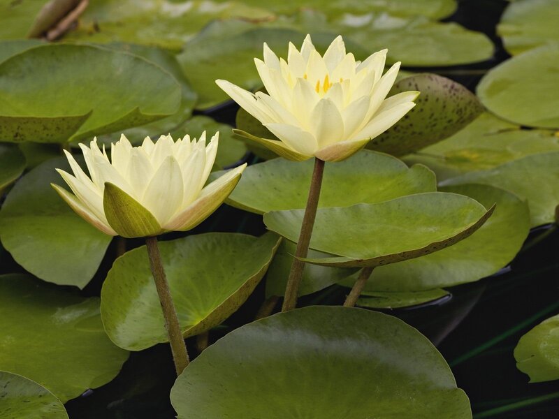 White water lilies on a pond
