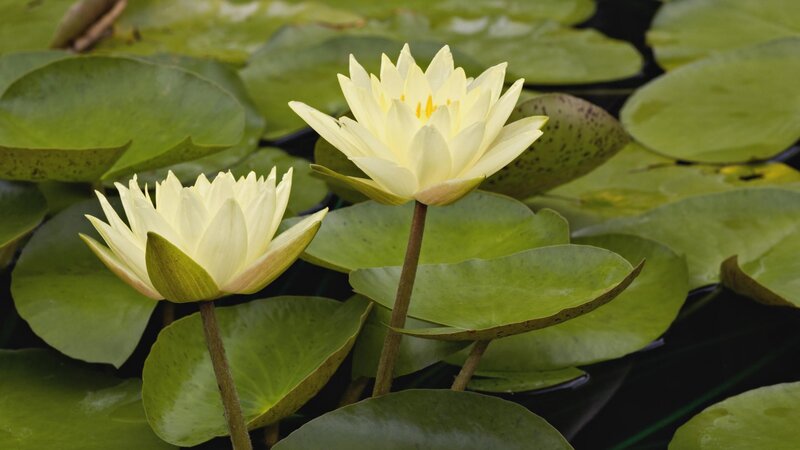 White water lilies on a pond
