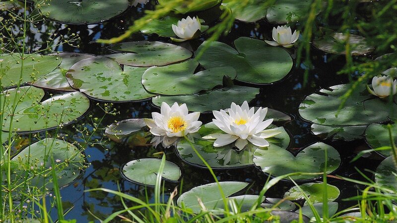 White water lilies on a pond