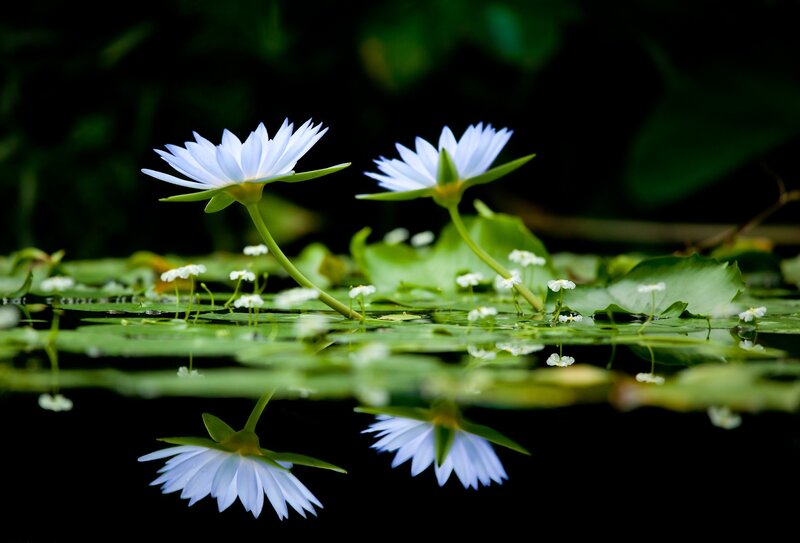 White water lilies on a pond