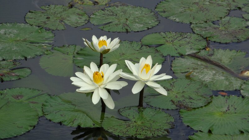 White water lilies on a pond