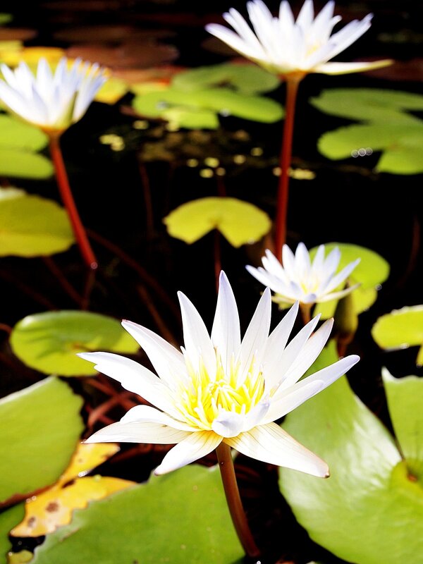 White water lilies on a pond