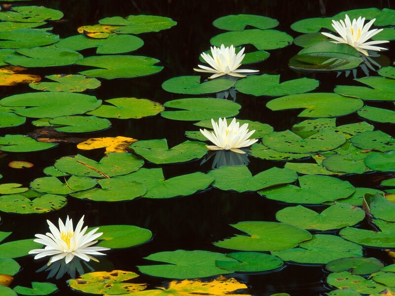 White water lilies on a pond