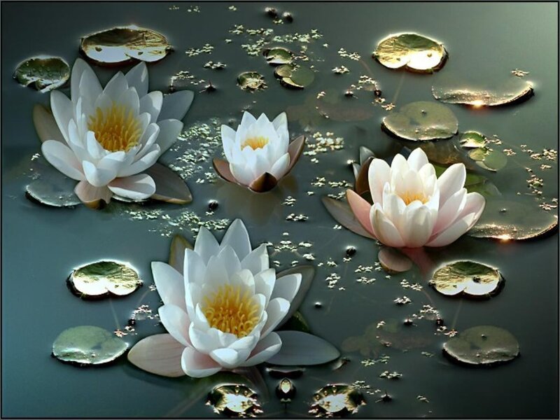 White water lilies on a pond