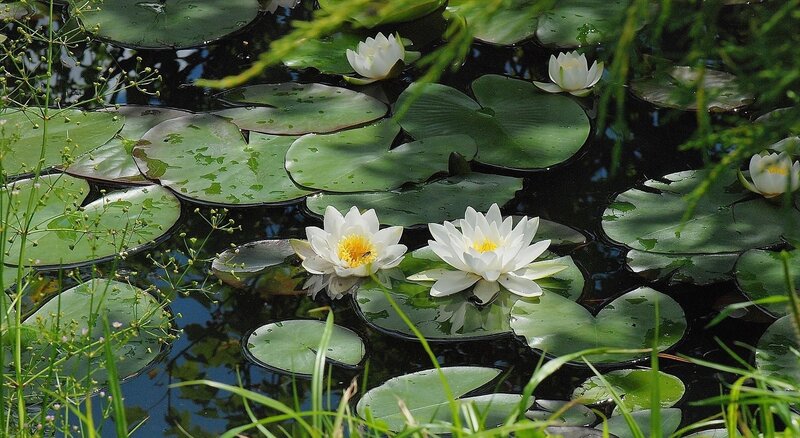 White water lilies on a pond