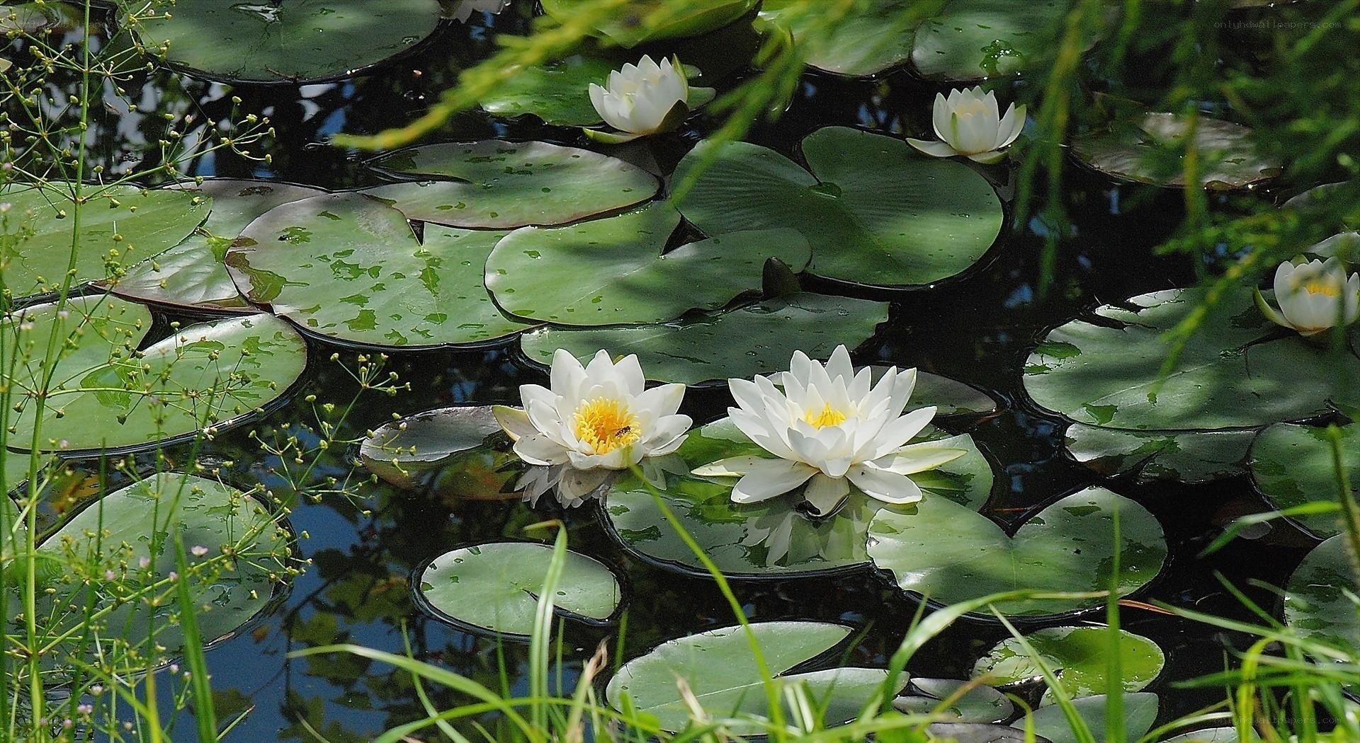 White water lilies on a pond