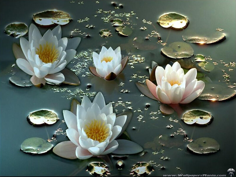 White water lilies on a pond