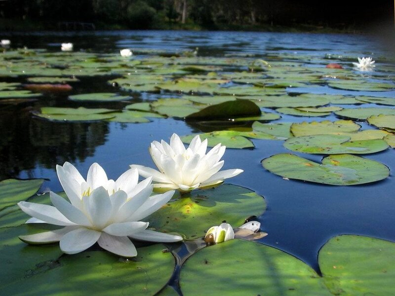 White water lilies on a pond