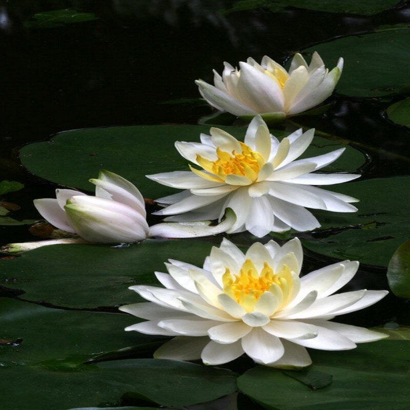 White water lilies on a pond