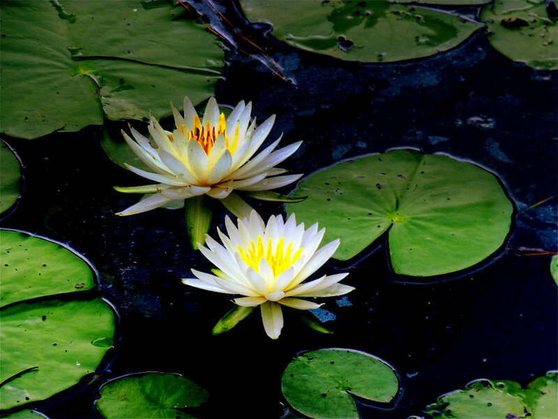 White water lilies on a pond