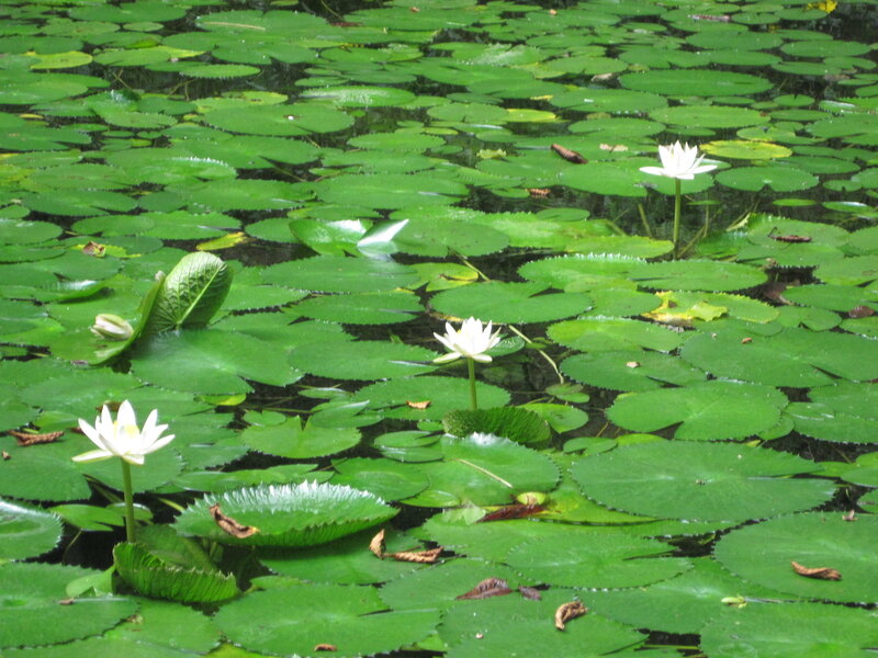 White water lilies on a pond