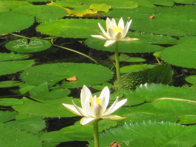 White water lilies on a pond