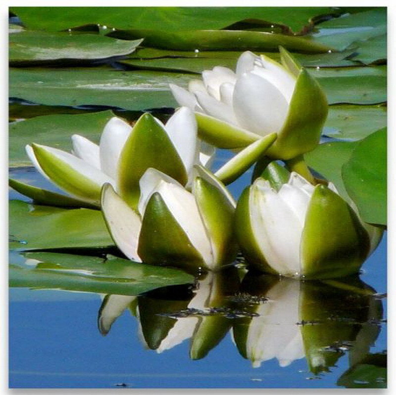 White water lilies on a pond