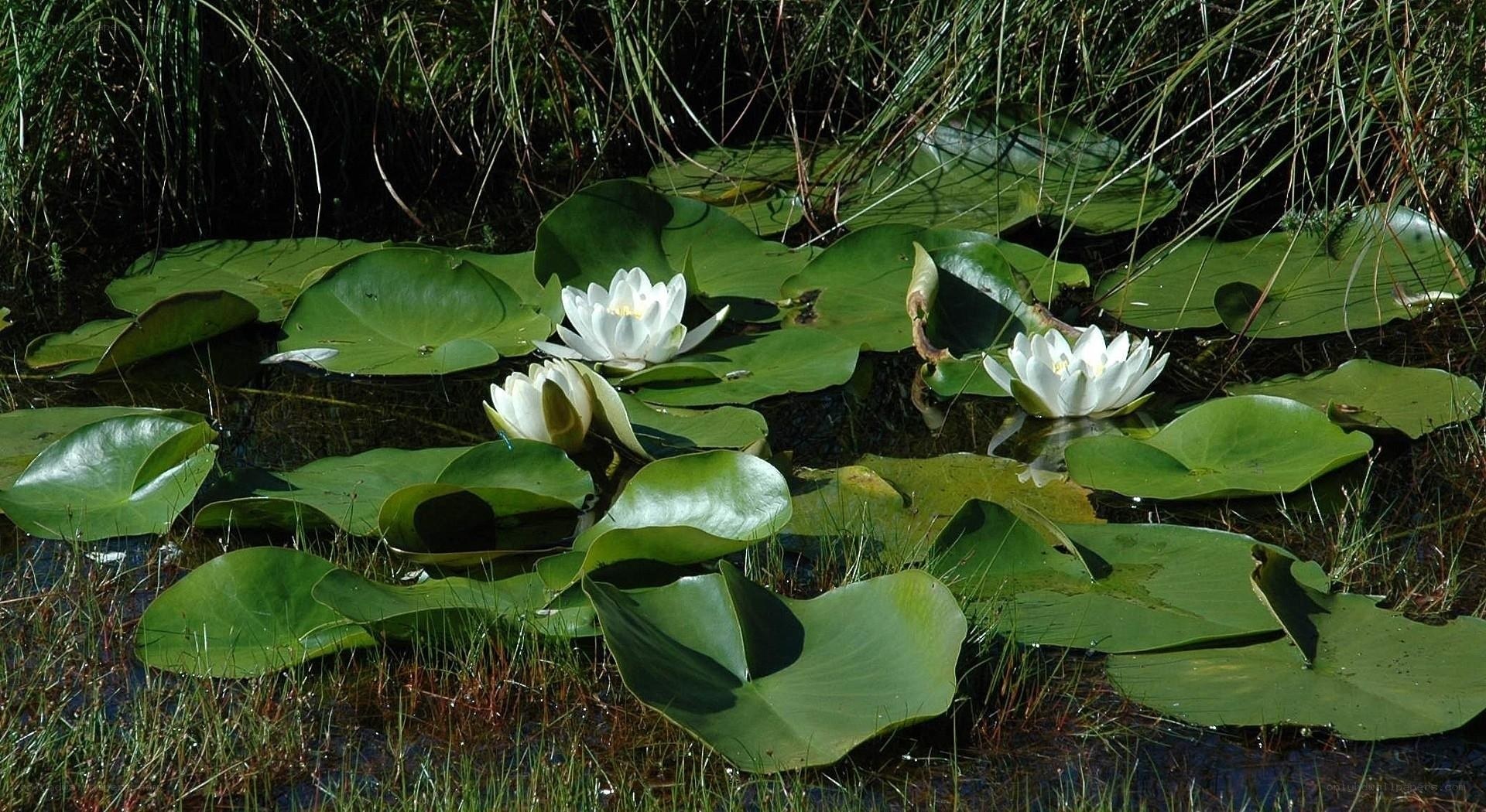 White water lilies on a pond