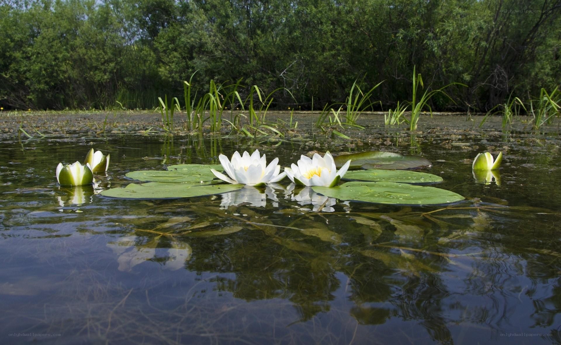 White water lilies on a pond