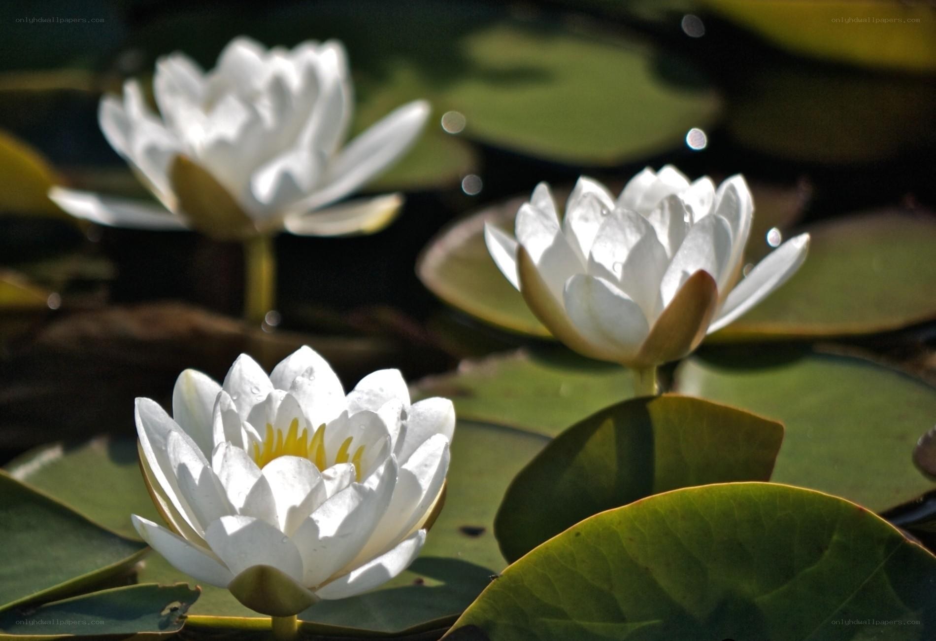 White water lilies on a pond