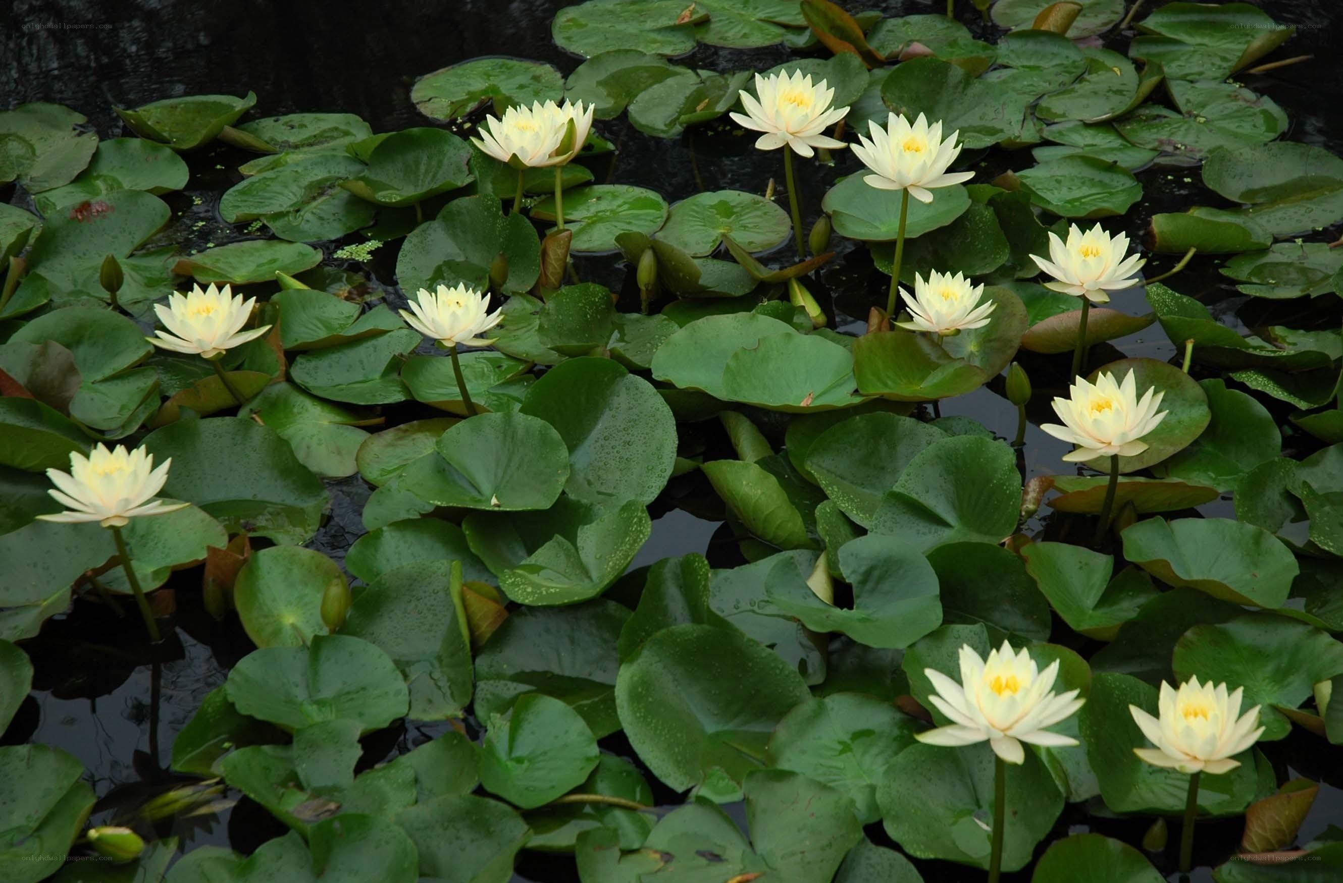 White water lilies on a pond