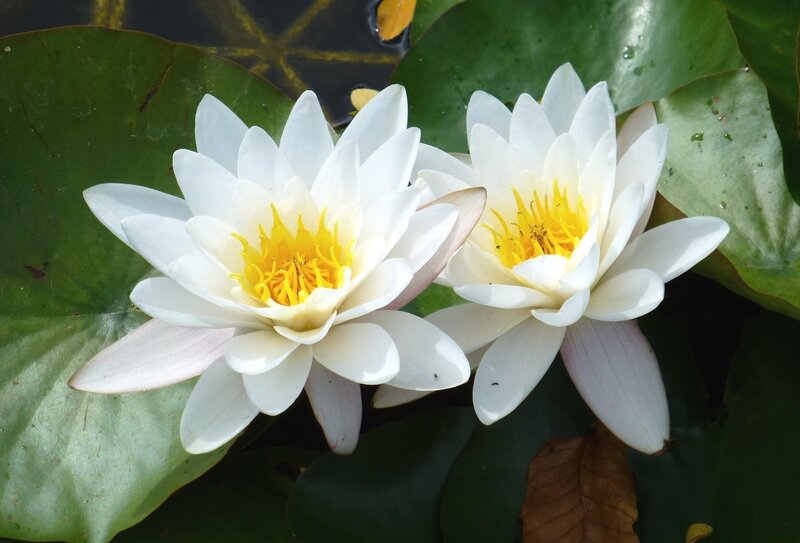 White water lilies on a pond