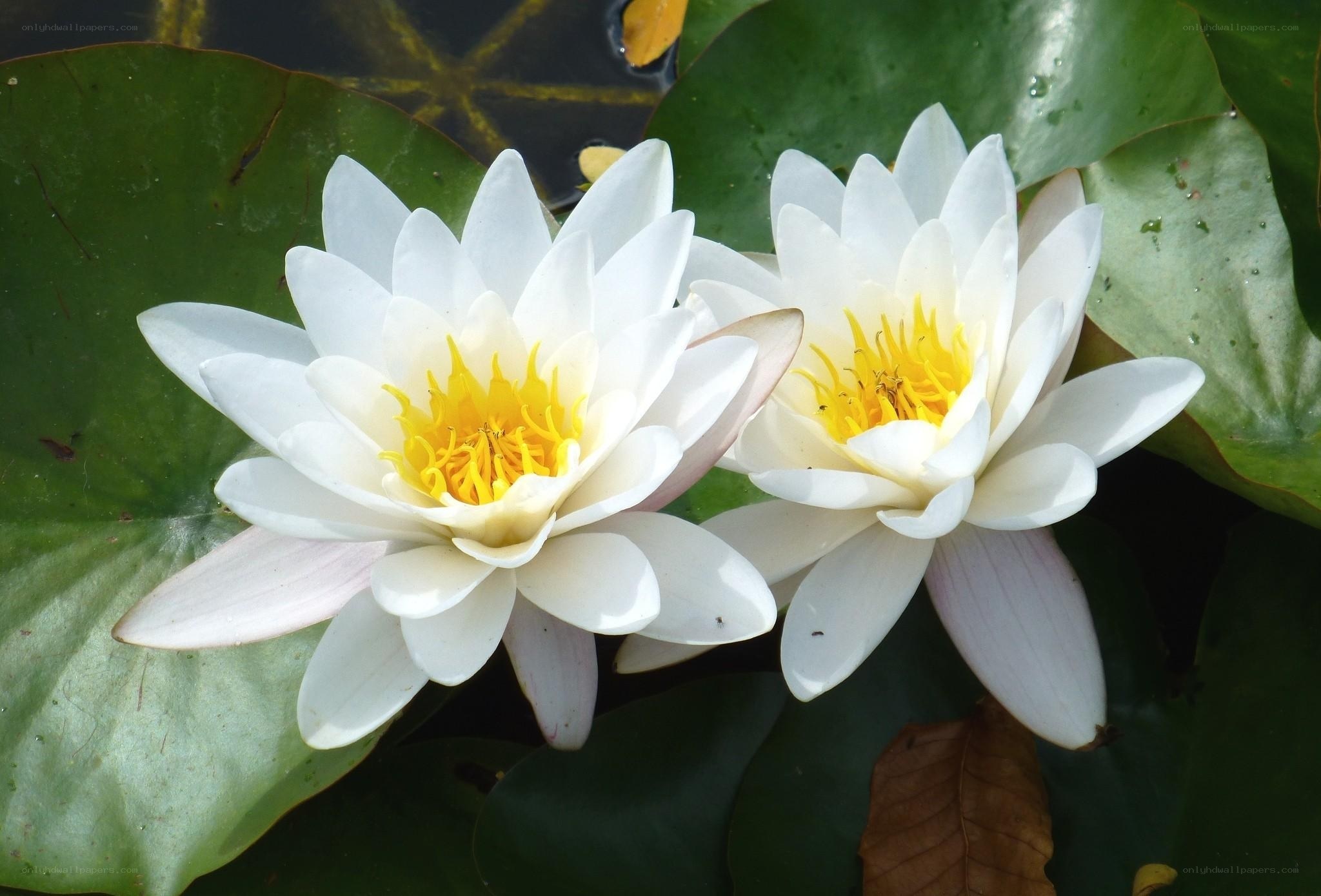 White water lilies on a pond