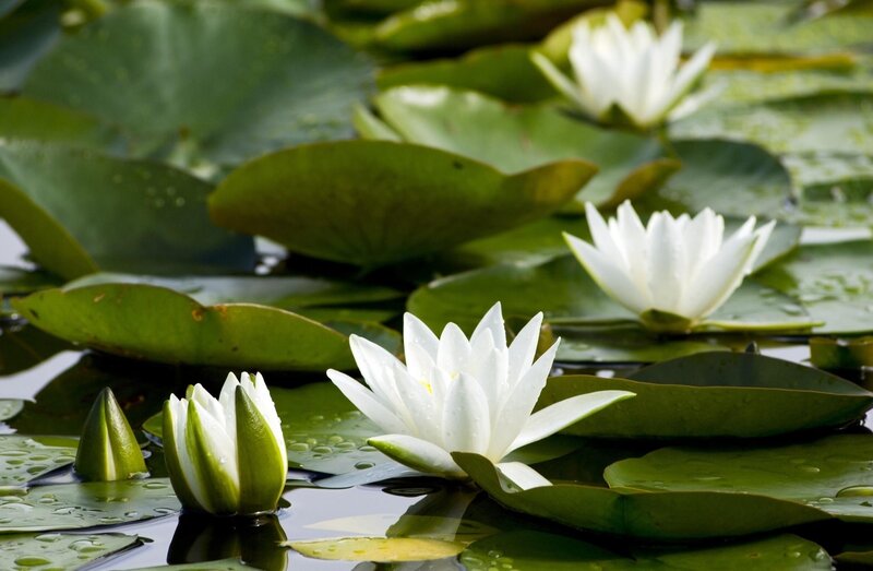 White water lilies on a pond