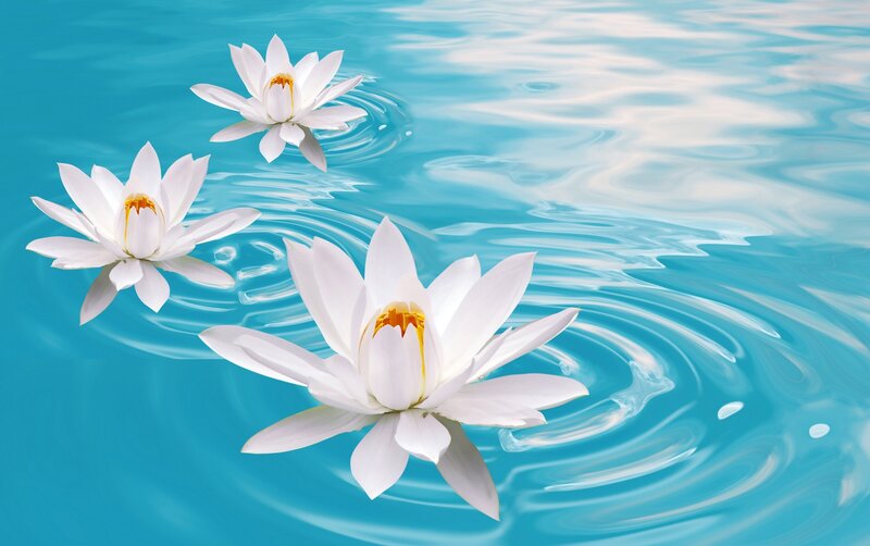 white water lilies on blue water