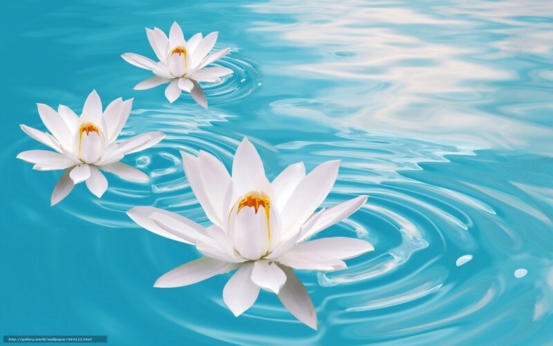 White water lilies on blue water