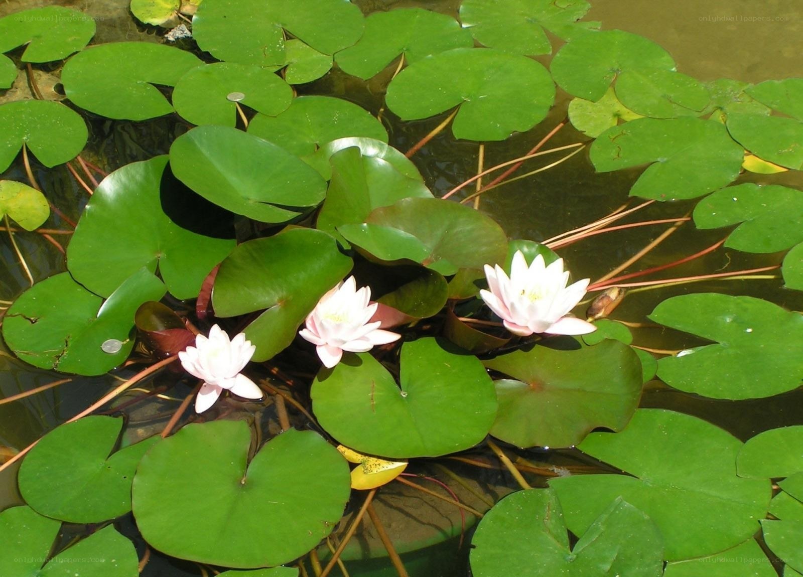White water lilies on lily pads