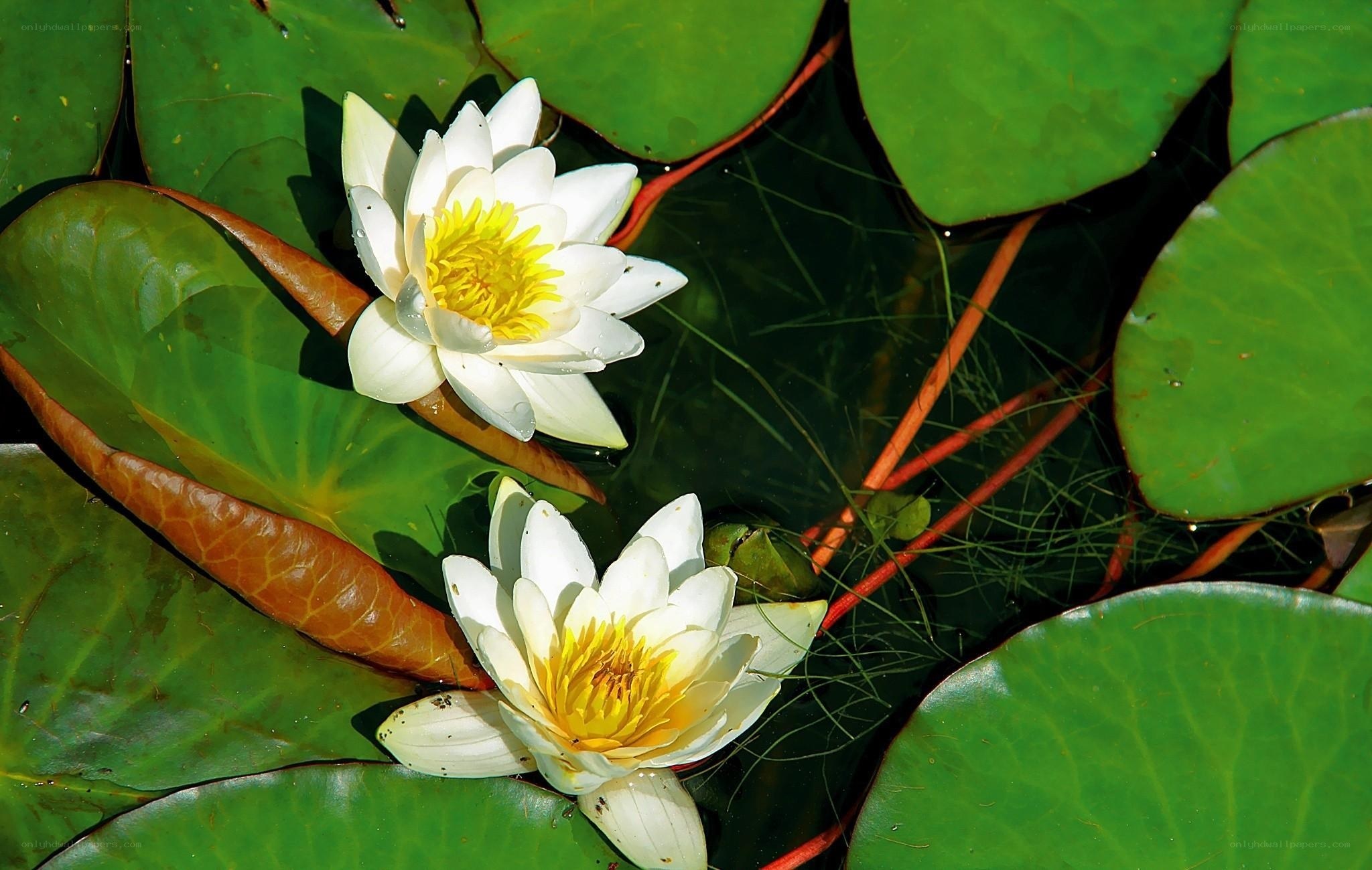 White water lilies on lily pads
