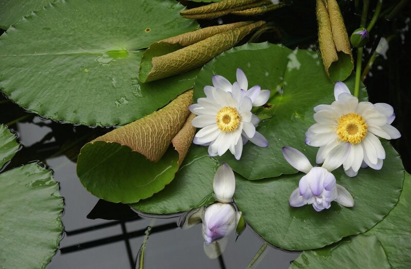 White water lilies on lily pads