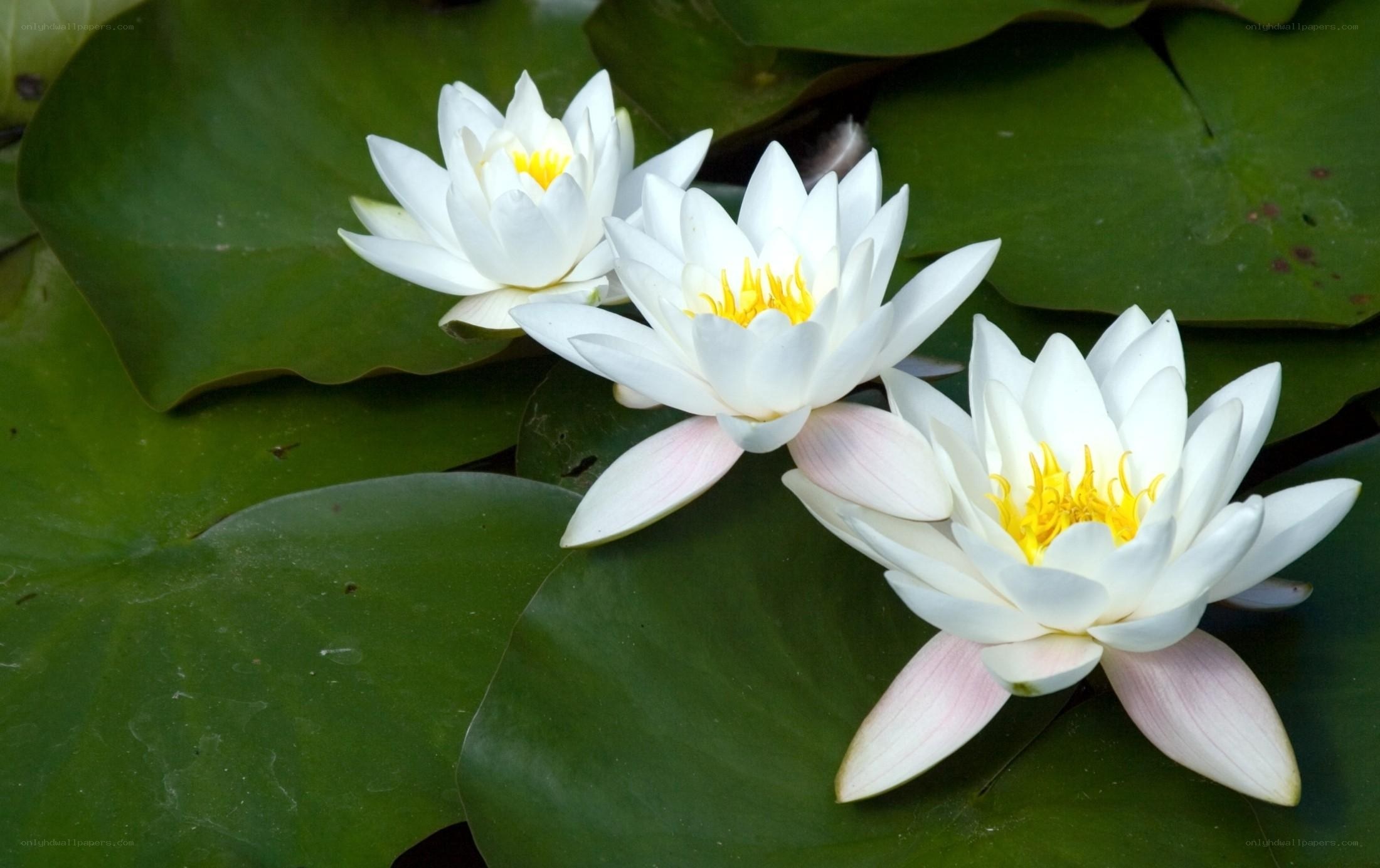 White water lilies on lily pads