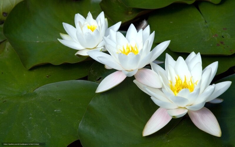 White water lilies on lily pads