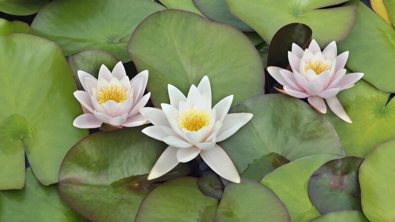 White water lilies on lily pads