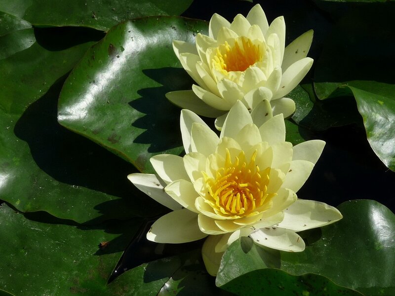 White water lilies on lily pads