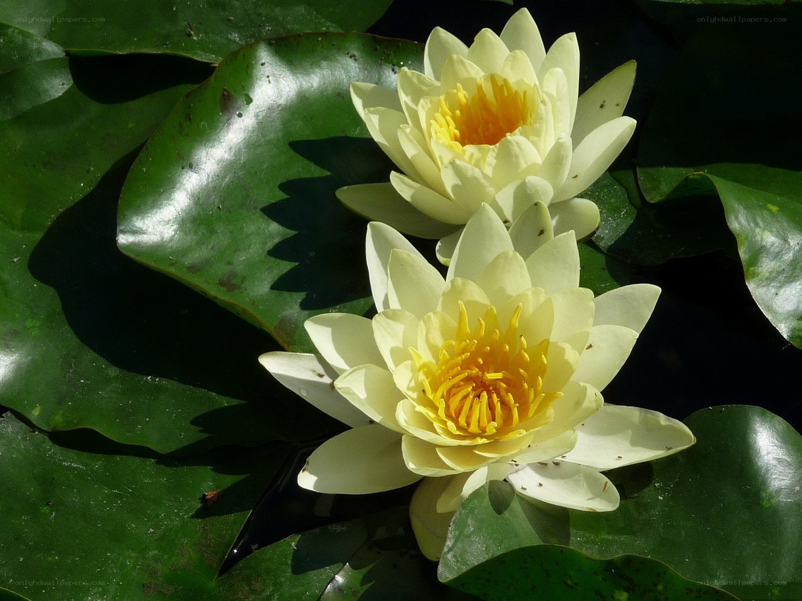 White water lilies on lily pads
