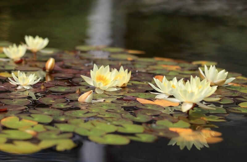White water lilies on pond